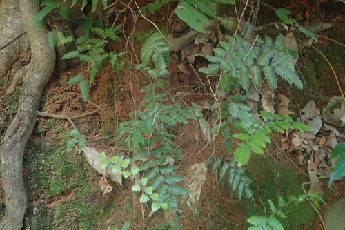 Lygodium polystachyum (Lygodium polystachyum)