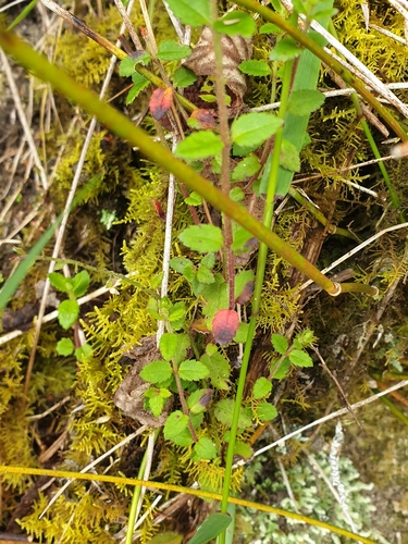 Gonocarpus humilis, 2023-10-04