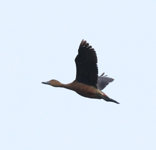 Lesser Whistling Duck (Dendrocygna javanica), photo 9