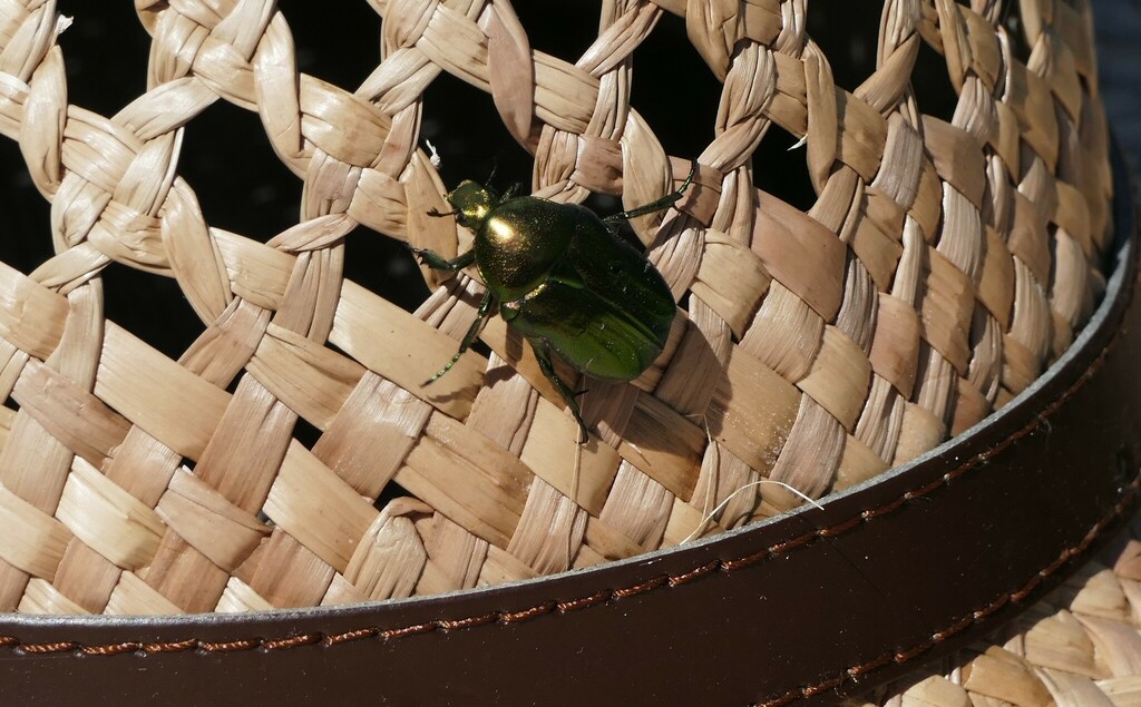 Cetoniina from 87509 Immenstadt im Allgäu, Deutschland on September 6