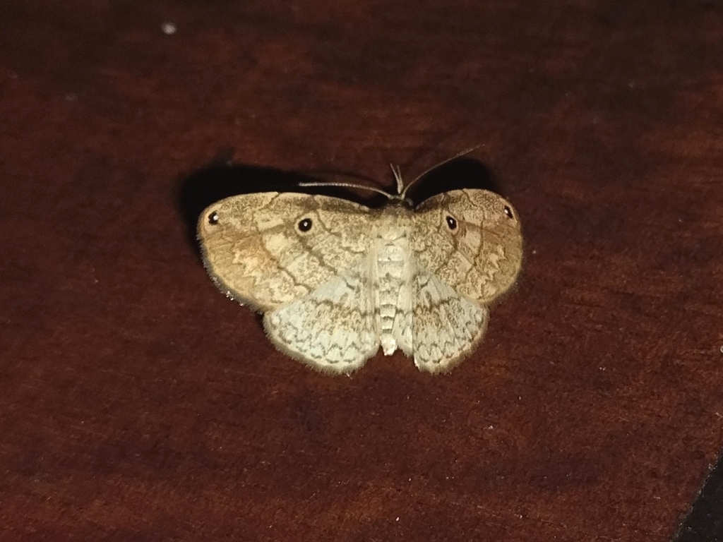 Ocalaria quadriocellata