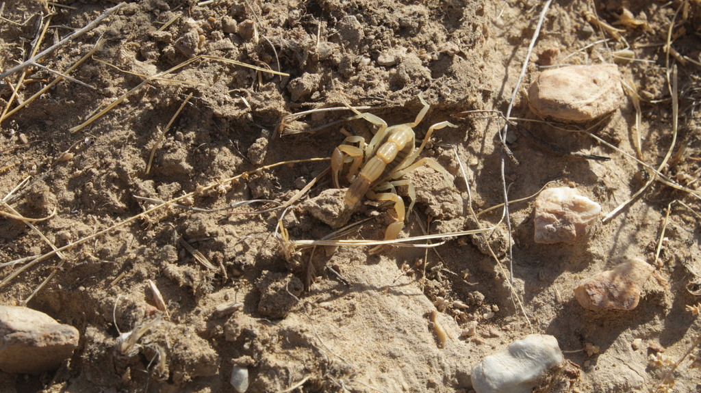 Mesobuthus zonsteini