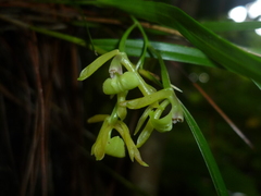 Epidendrum chloe