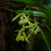 Epidendrum chloe - Photo (c) Hermes Vega, μερικά δικαιώματα διατηρούνται (CC BY-NC), uploaded by Hermes Vega