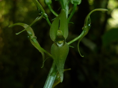 Malaxis lepanthiflora