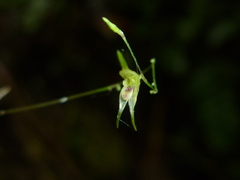 Specklinia fuegi
