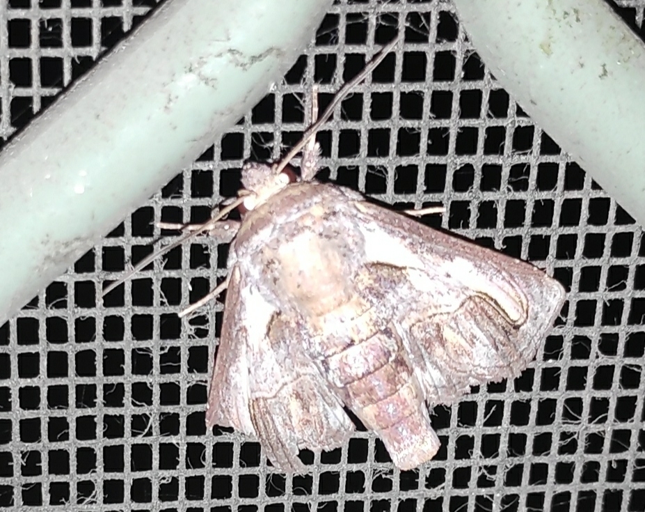 Paectes fijiensis