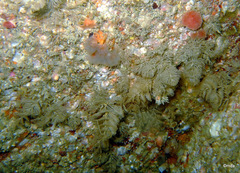 Crisularia plumosa