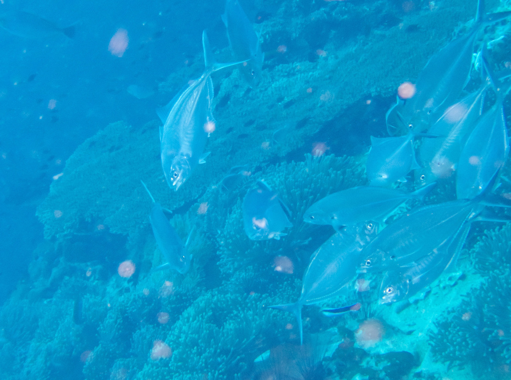 Herring scad