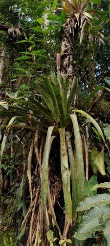 Aechmea vanhoutteana (Aechmea vanhoutteana)