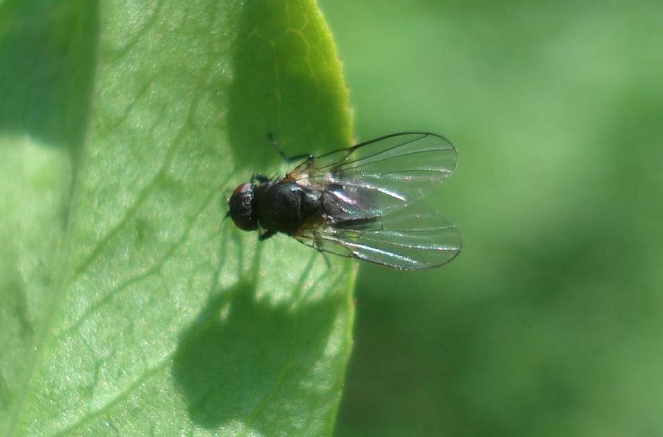 Ophiomyia pulicaria