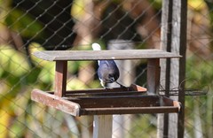 Cyanocorax cristatellus