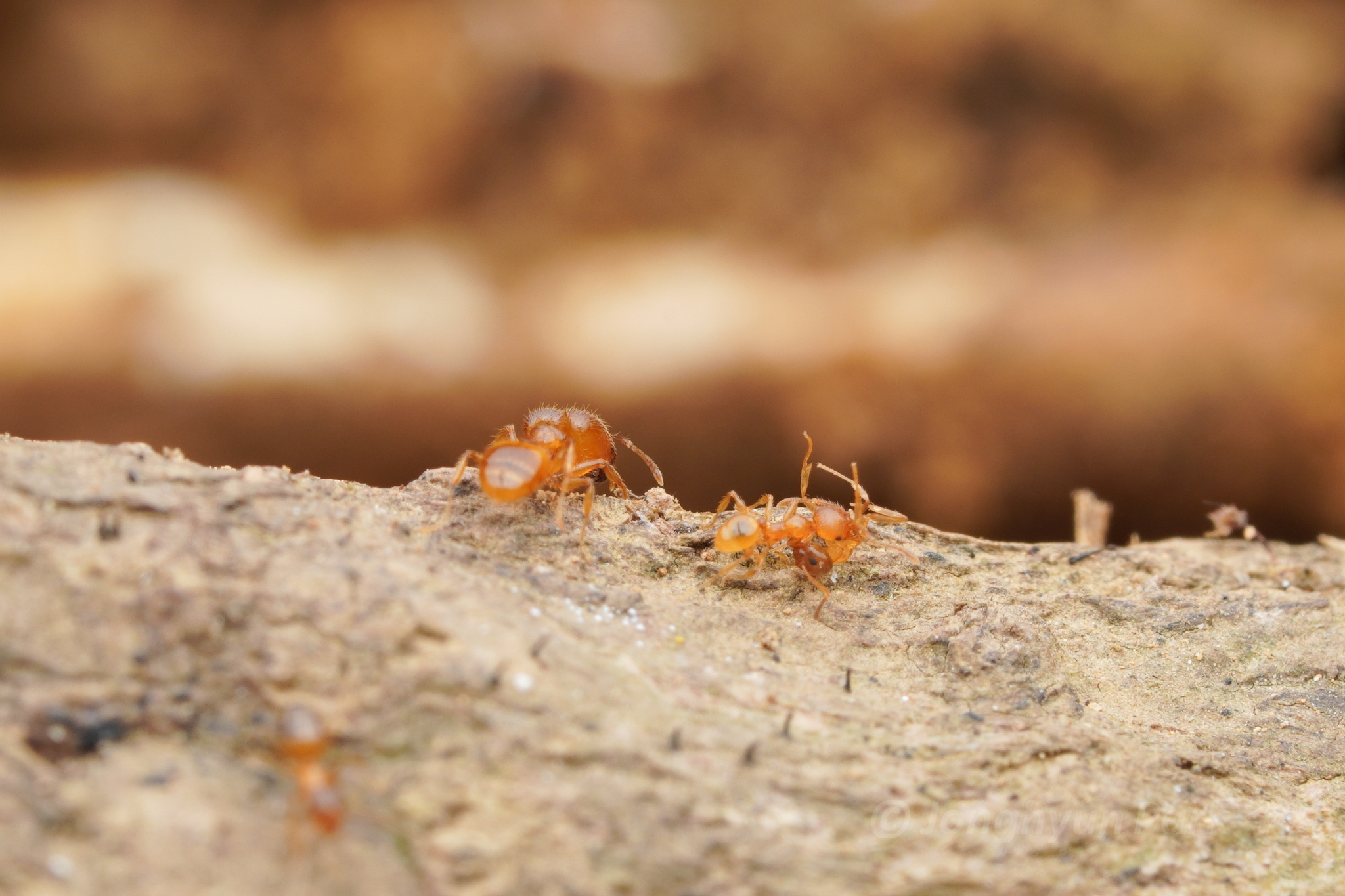 Pheidole pieli