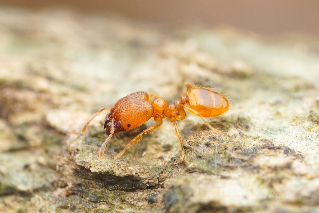 Pheidole pieli