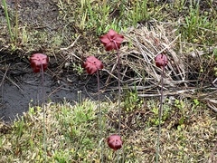 Sarracenia
