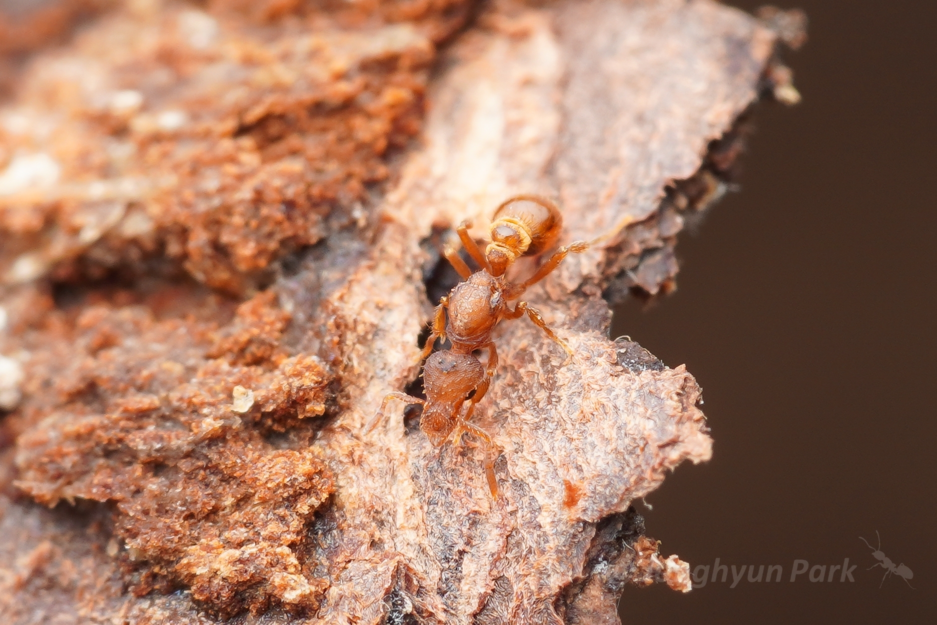 Strumigenys incerta