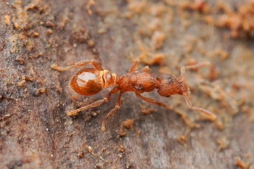 Strumigenys incertaStrumigenys incerta