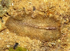 Phrikoceros