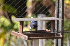 Cyanocorax cristatellus