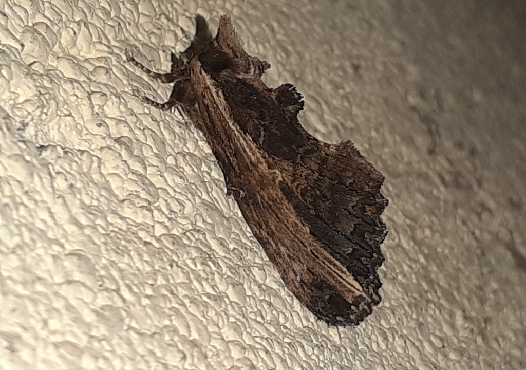 Spatalia from Mumbai Veterinary College, Goregaon on October 5, 2023 at 0733 AM by Soham Gajre