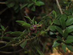 Gaultheria phillyreifolia