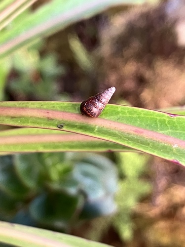 Auriculella turritella observed 2023-09-24