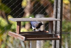 Cyanocorax cristatellus