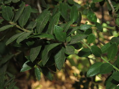 Gaultheria phillyreifolia