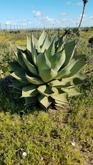 Agave shawii shawii