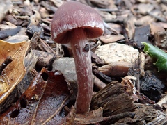 Tubaria vinicolor