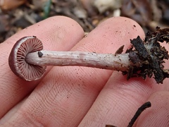 Tubaria vinicolor