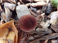 Tubaria vinicolor