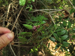 Gaultheria phillyreifolia