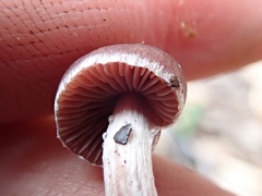 Tubaria vinicolor