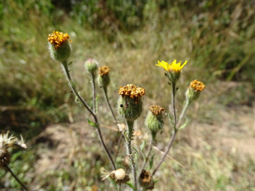 Image of Mexican Arnica (Heterotheca inuloides) by (c) Alexis López Hernández, some rights reserved (CC BY)