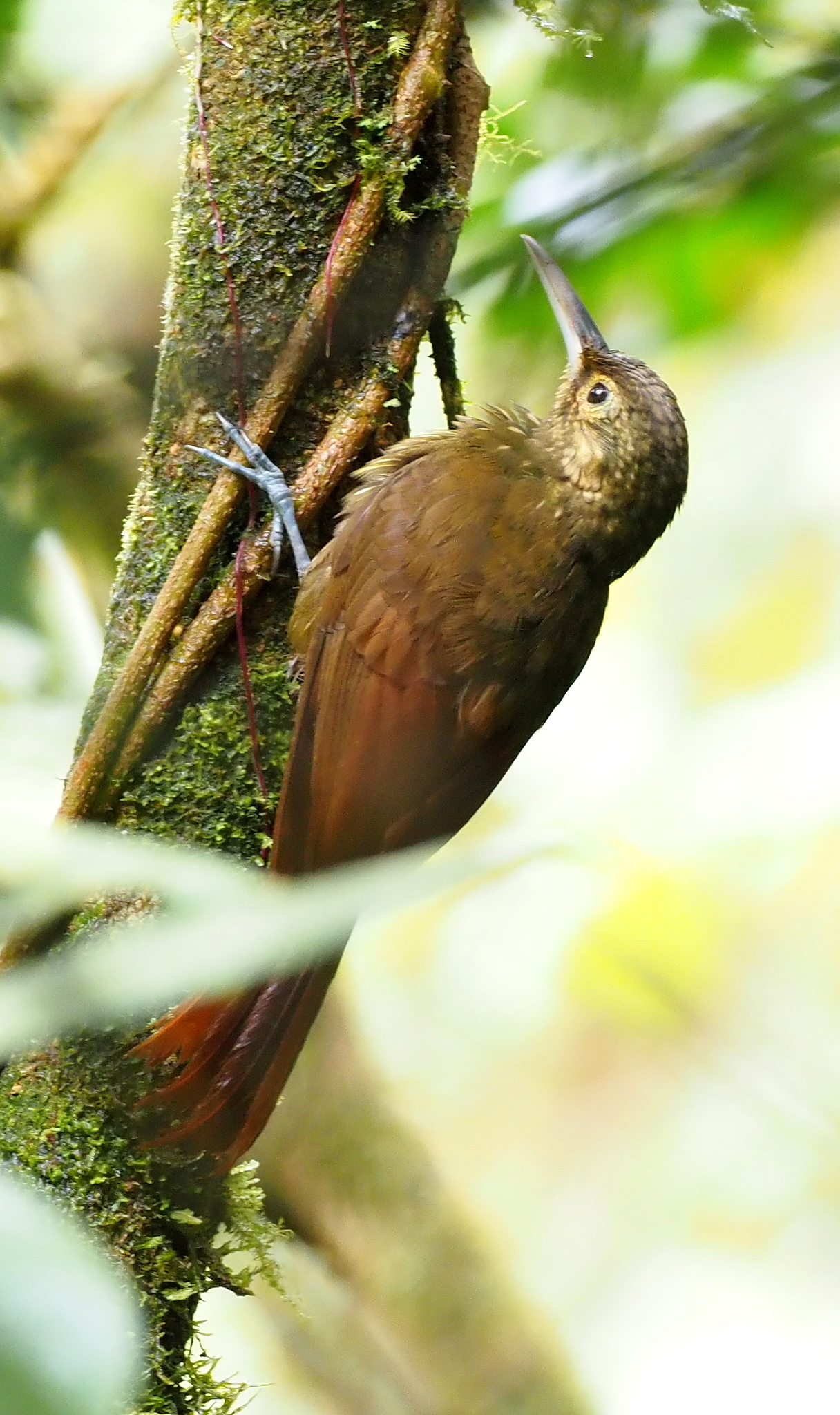 Spotted Woodcreeper (Xiphorhynchus erythropygius)
