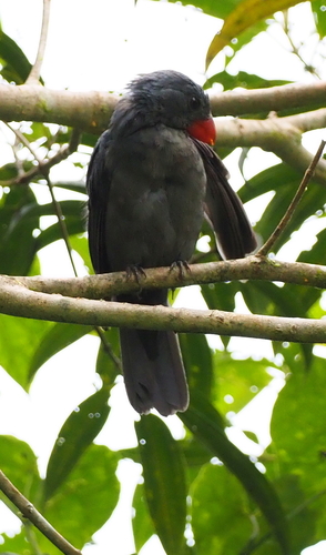 Slate-colored Grosbeak (Saltator grossus), photo 3