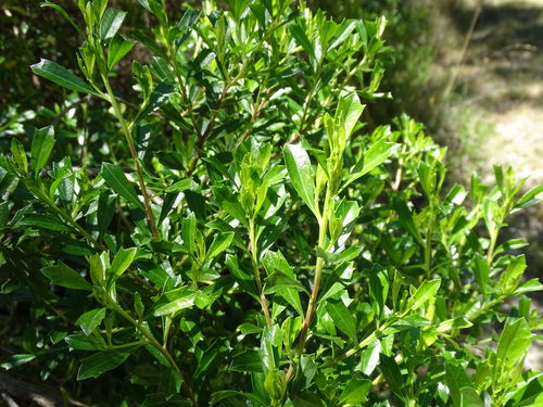 Image of Baccharis conferta by (c) Alexis López Hernández, some rights reserved (CC BY)