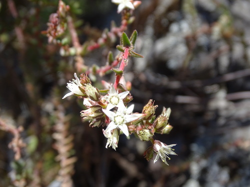 Sedum goldmanii, photograph 4