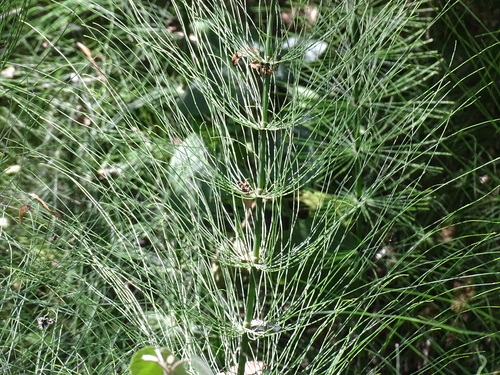 Image of Equisetum myriochaetum by (c) Alexis López Hernández, some rights reserved (CC BY)