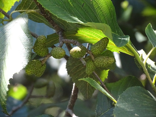Evergreen alder (Alnus jorullensis)