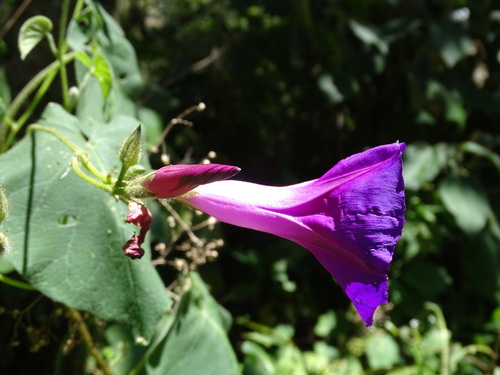 Image of Ipomoea orizabensis by (c) Alexis López Hernández, some rights reserved (CC BY)
