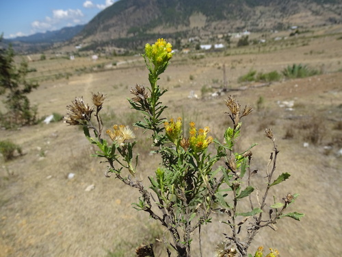 False damiana (Isocoma veneta)