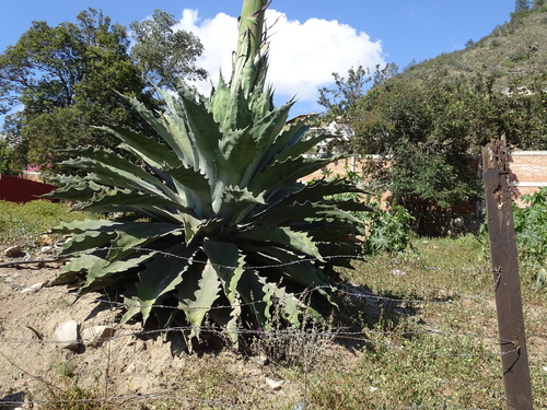 Agave seemanniana