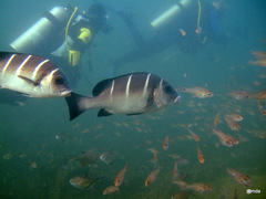 Plectorhinchus playfairi