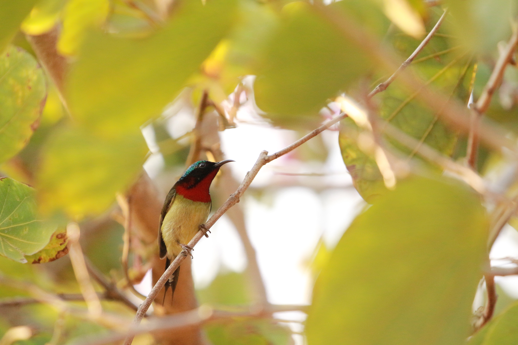Fork-tailed Sunbird
