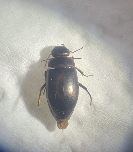spotted diving beetle