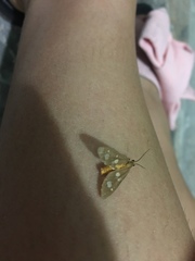 Dysauxes famula