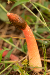 キツネノタイマツ