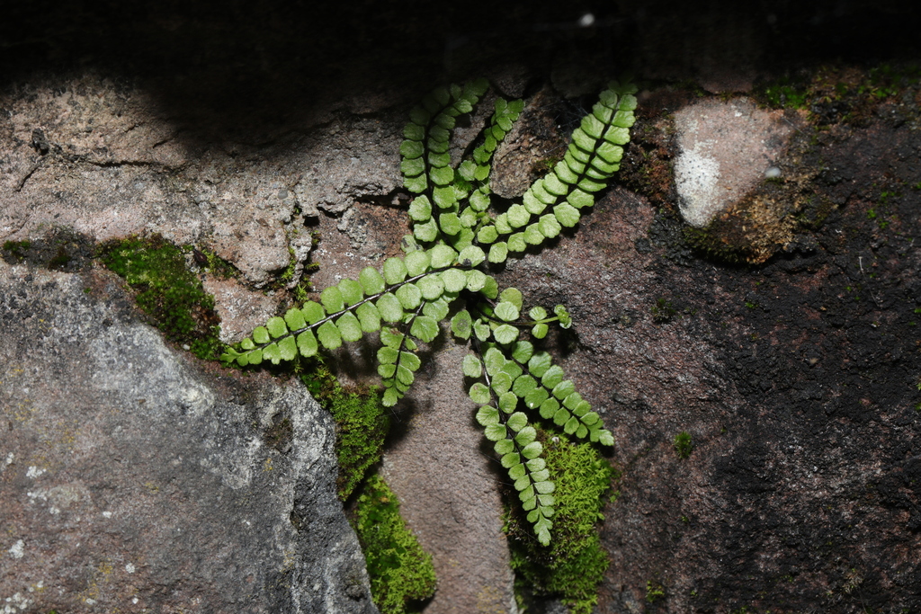 Asplenium trichomanes from Lister Drive, Old Swan, Liverpool, Merseyside, UK on 2023년 10월 04일 (수) at 02:45 오후 by Stephen... 